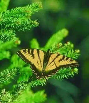 Урок бабочки