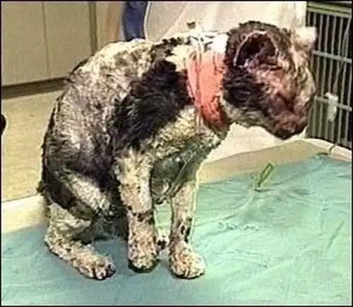 Скарлетт - кошка героиня