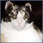 Скарлетт - кошка героиня