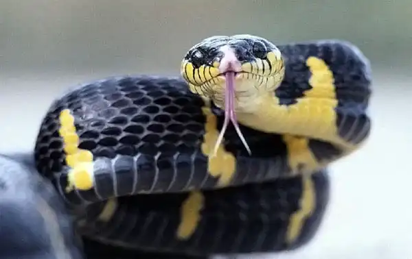 Язык животных