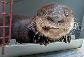 Выдры и их детишки