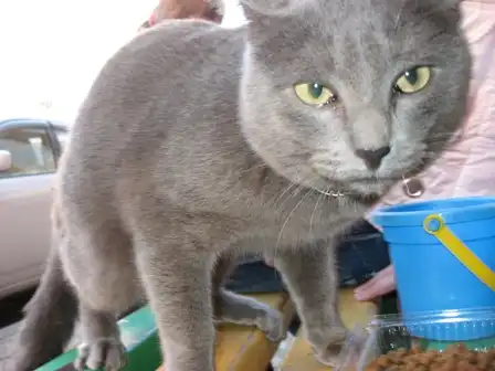 найден серый кот