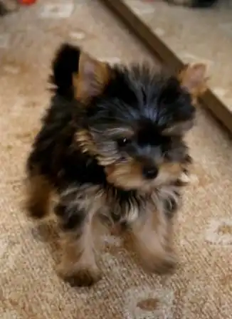 Интересные факты из жизни собак