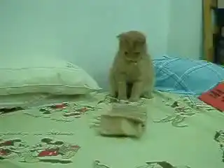 Котоподборка (3 видео)