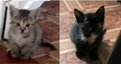 Две симпатичные кошечки ищут дом