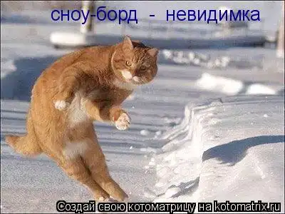 котоматрицы
