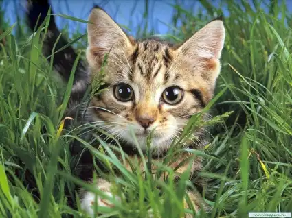 Милые котята