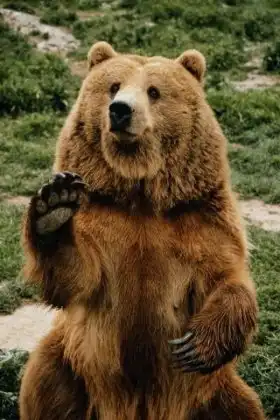 Интересные мифы о животных