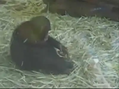 мартышка насилует царевну-лягушку)))