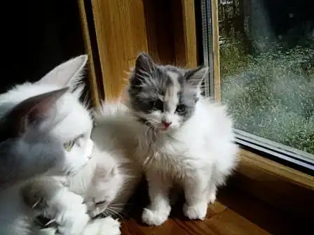 Два пушистых котёнка в поисках любящих хозяев!