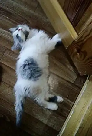 Два пушистых котёнка в поисках любящих хозяев!