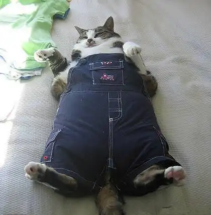 Прикольненькие фото (животные)