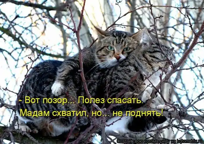 Лучшие котоматрицы недели