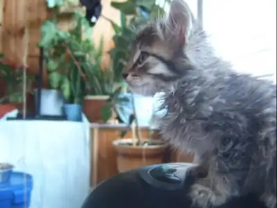 Два малюсеньких котенка ищут дом