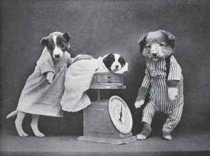 Фотограф Harry Whittier Frees - животные как люди