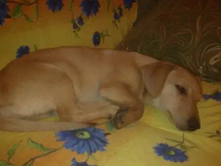 метис таксы