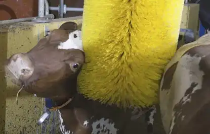 Автоматическая мойка для коров