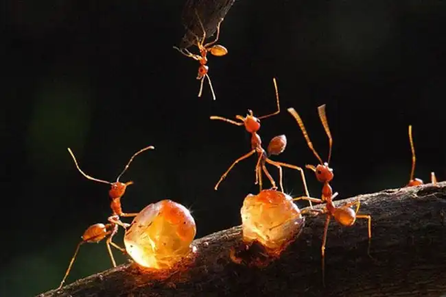 Красивые фотографии-победители различных конкурсов