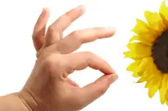 Полезно ли грызть семечки?