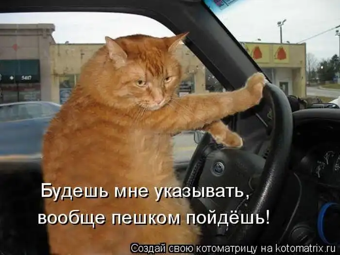 Лучшие котоматрицы недели