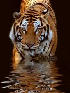 Nice Mobile Wallpapers #1