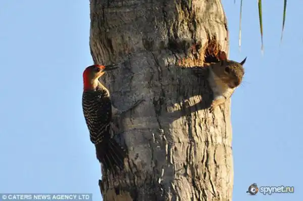 Ололо! Кто долбит в стену моей квартиры?