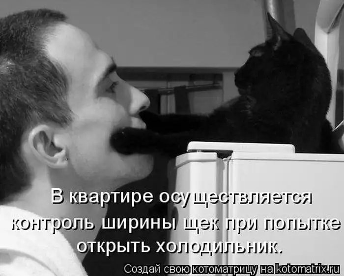 Лучшие котоматрицы недели