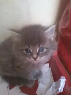 Отдам в добрые ручки миленьких котят)))