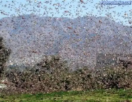 Атака саранчи