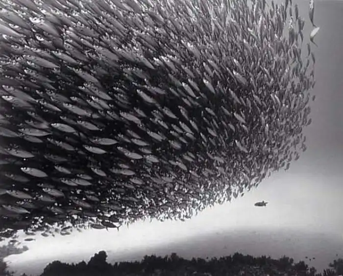 Черно-белые подводные фотографии