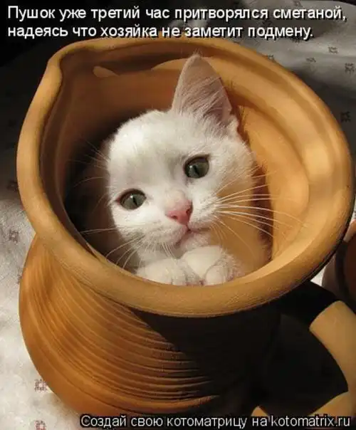 Лучшие котоматрицы недели