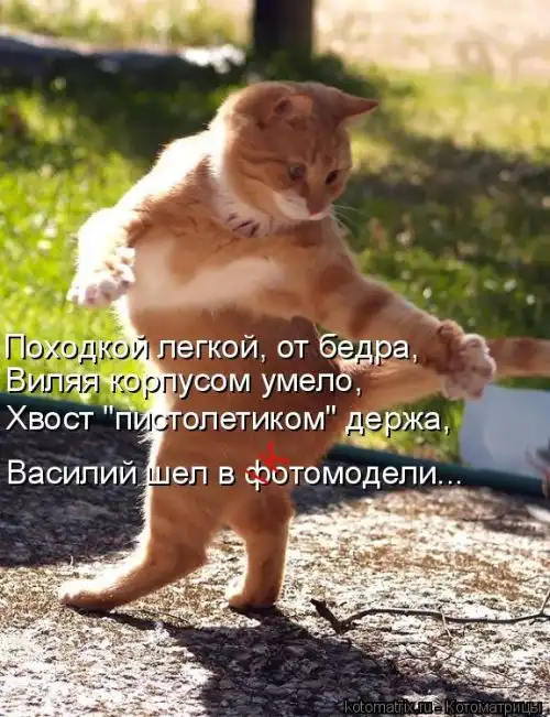 Лучшие котоматрицы недели