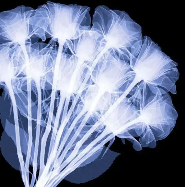 Снимки цветов под рентгеном