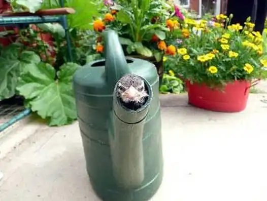 Застрявшие животные