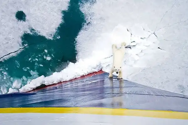 Фотоподборка животных