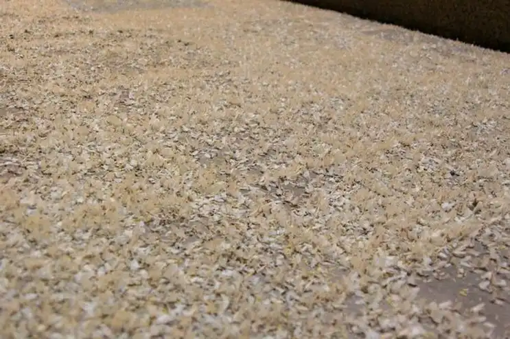 Нашествие бабочек в Беларуси