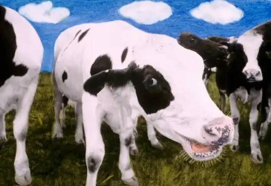 Швейцарским коровам запретили коноплю!