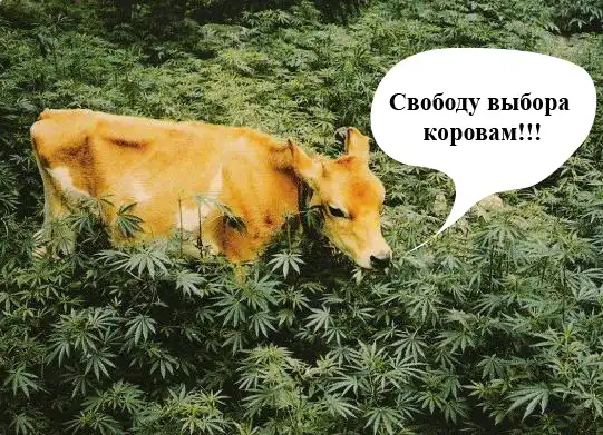 Швейцарским коровам запретили коноплю!