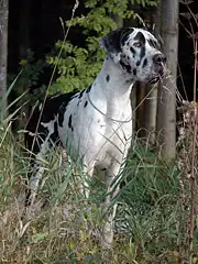 Немецкий дог.