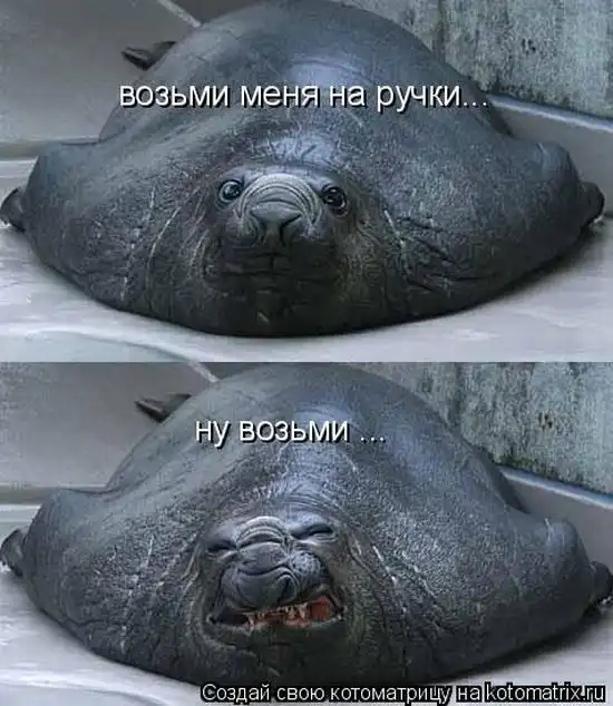 Лучшие котоматрицы недели