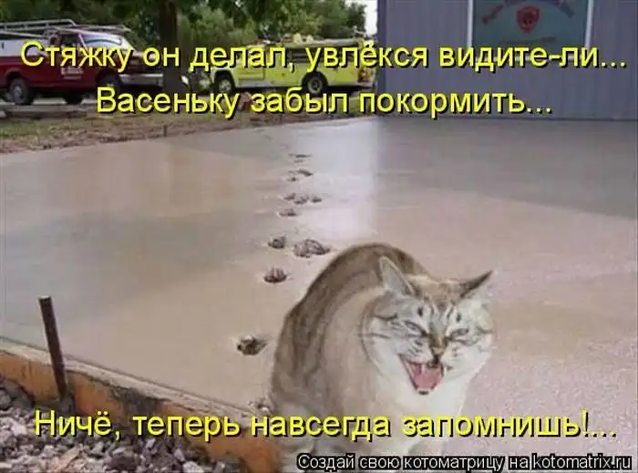 Лучшие котоматрицы недели