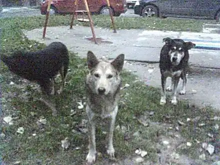 Брошенным собакам нужен кров