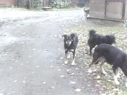 Брошенным собакам нужен кров