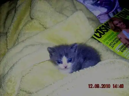 Отдам котенка