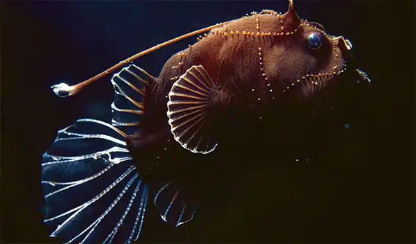 Доисторическая фауна рифа Оспри