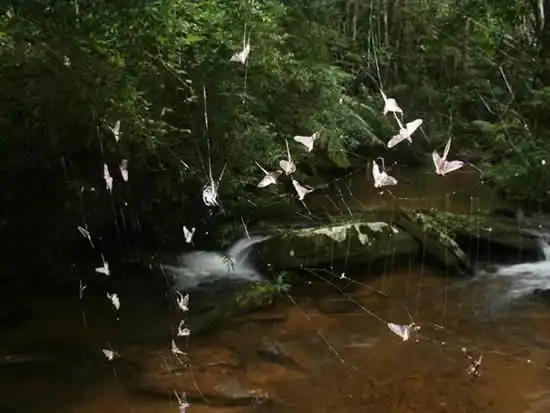 Самая большая паутина