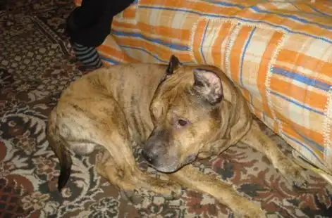 Стафф в добрые руки