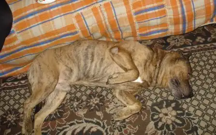 Стафф в добрые руки