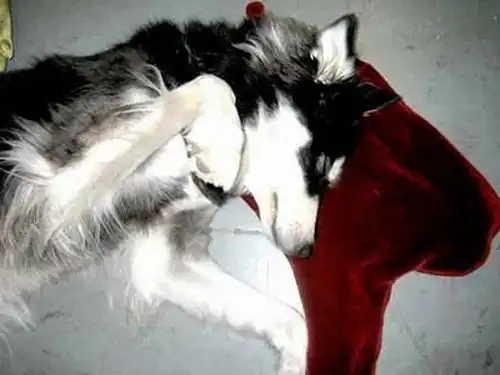 Подушка в виде лужи крови