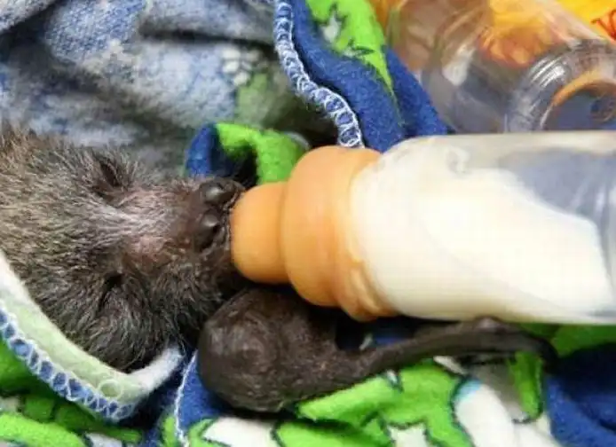 Дом летучих мышей